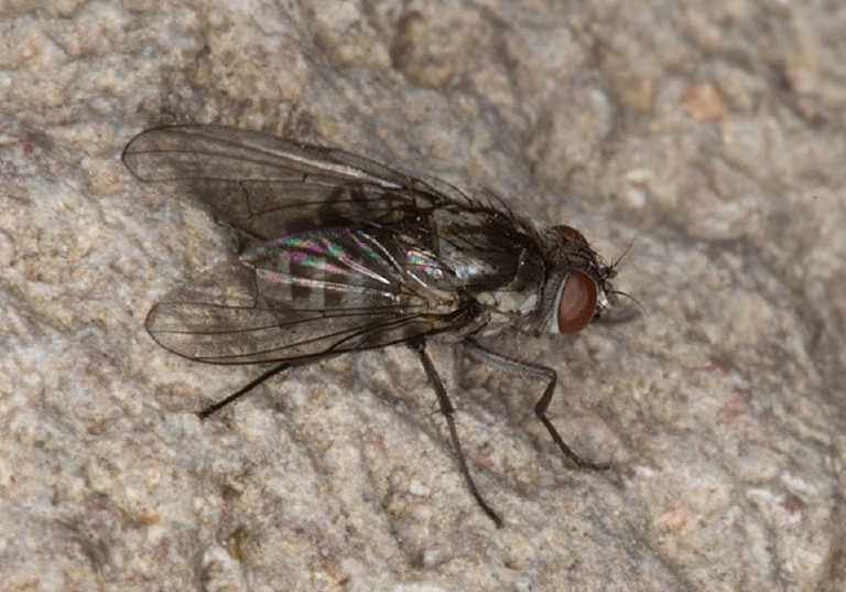   Anthomyiidae