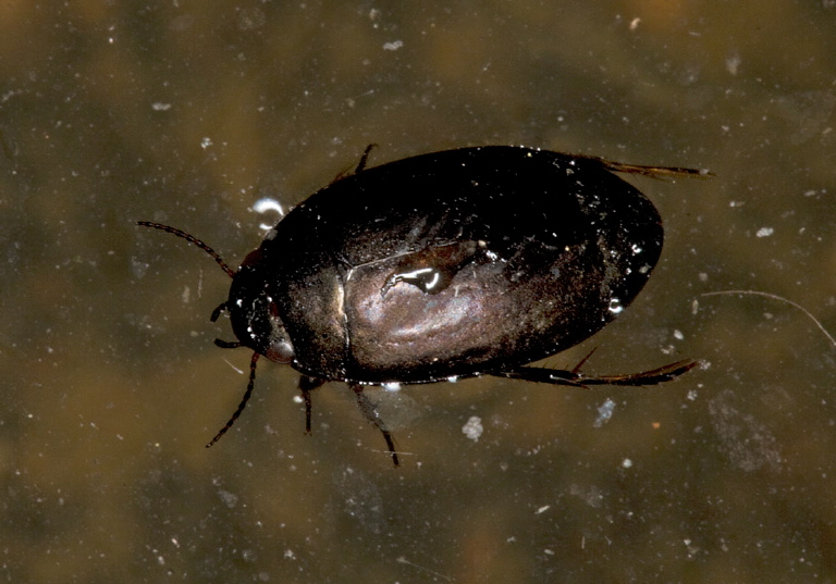 Agabus Dytiscidae