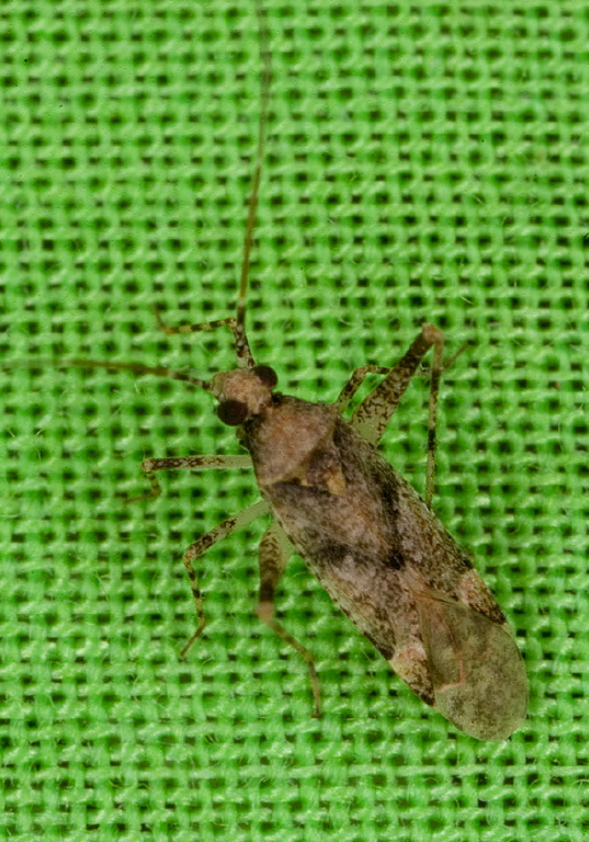 Phytocoris sp. Miridae