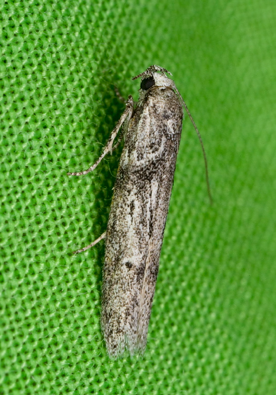   Gelechiidae