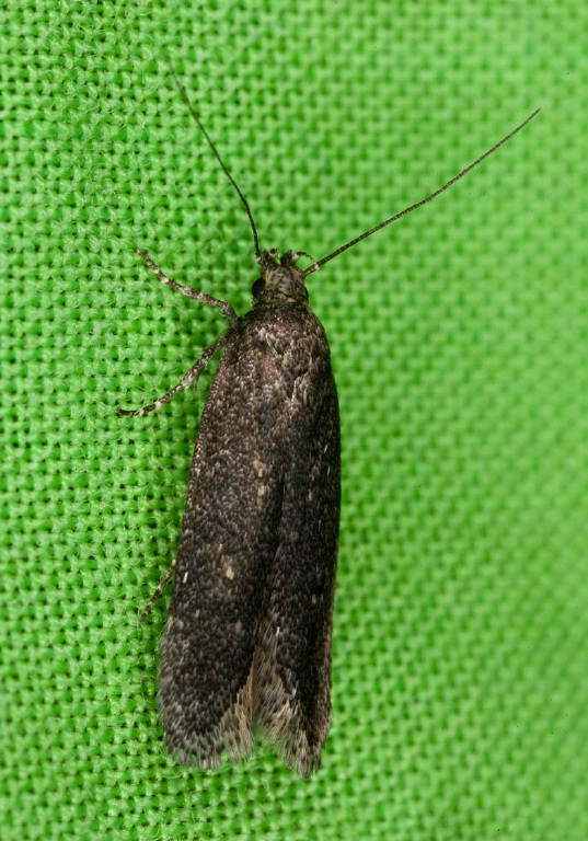   Gelechiidae