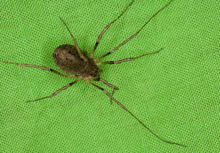   Sclerosomatidae