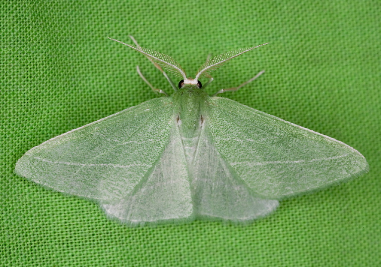 Synchlora pectinaria Geometridae