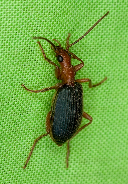 Brachinus sp. Carabidae