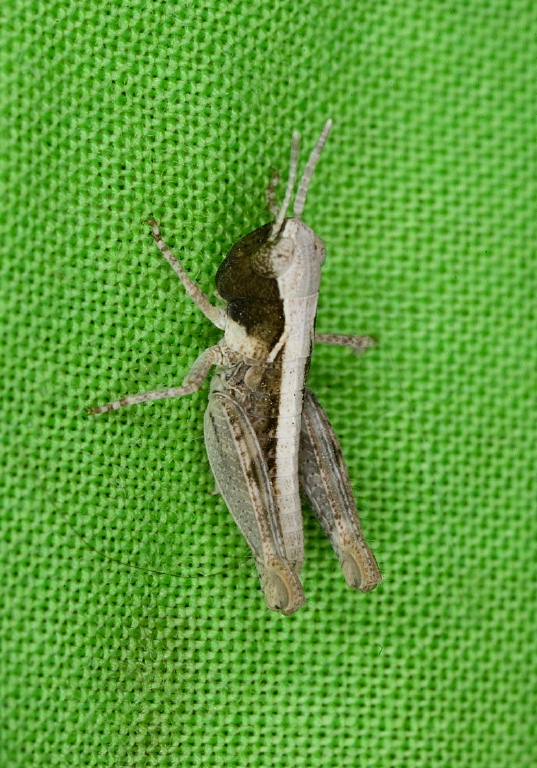 Ageneotettix deorum Acrididae