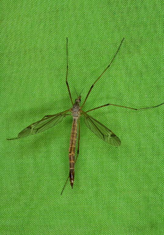 Tipula (Yamatotipula) Tipulidae