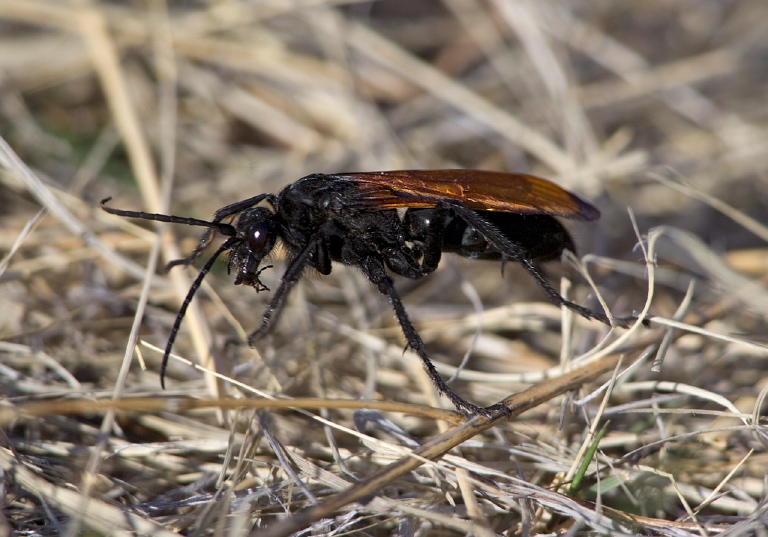 Pepsis sp. Pompilidae