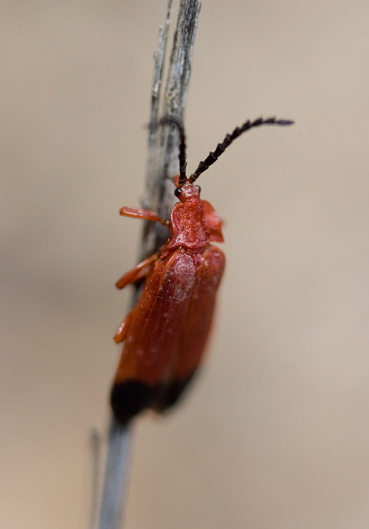 Lycus sanguineus Lycidae