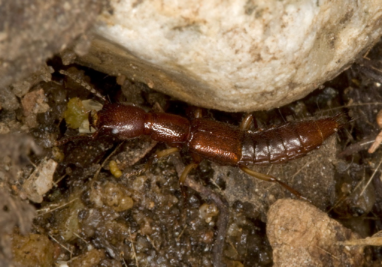 Homaeotarsus sp. Staphylinidae