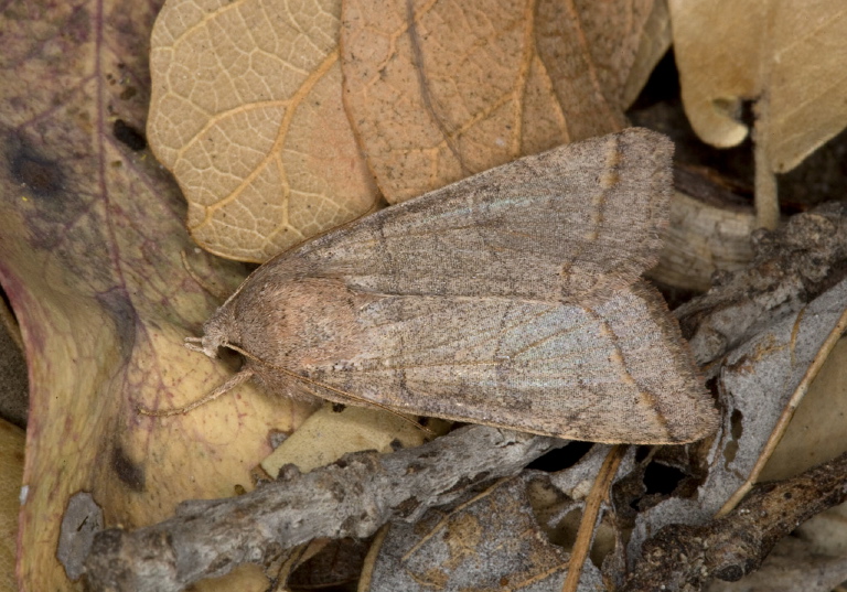 Cissusa Erebidae