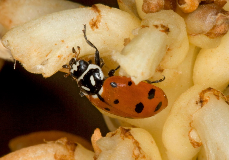 Hippodamia convergens Coccinellidae