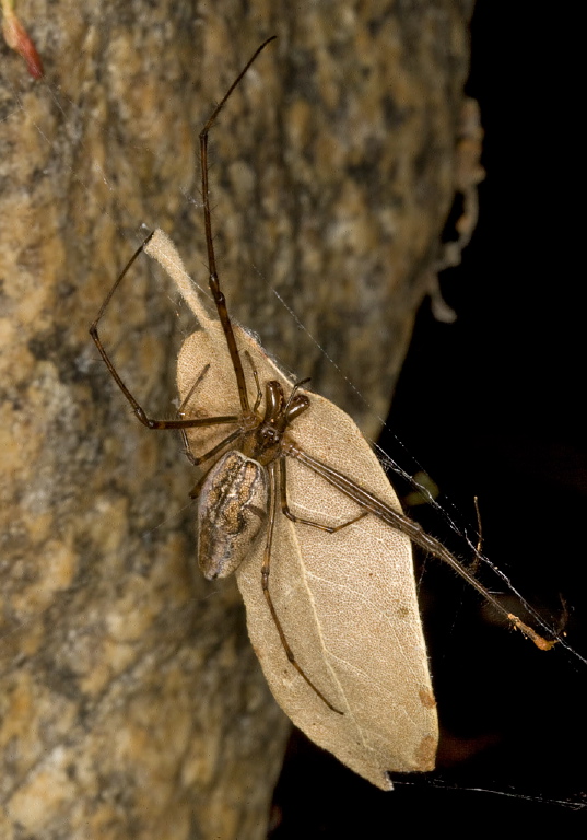 Tetragnatha sp. Tetragnathidae