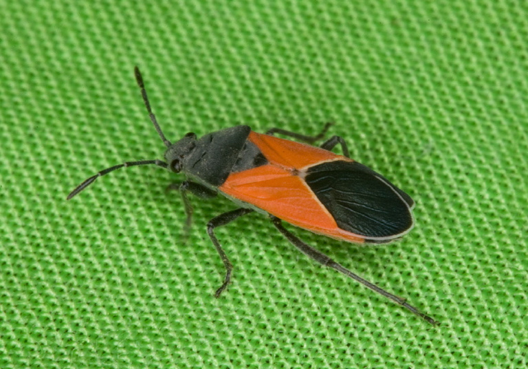 Melanopleurus belfragei Lygaeidae