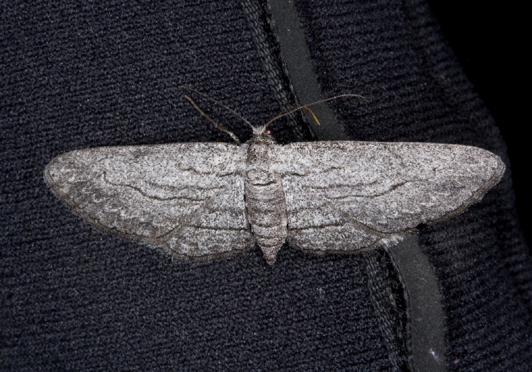 Eupithecia? Geometridae