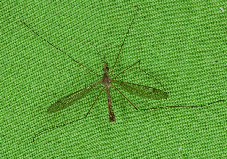 Tipula (Yamatotipula) Tipulidae