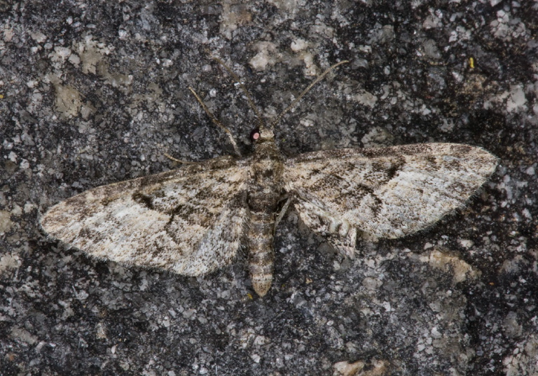 Eupithecia persimulata? Geometridae