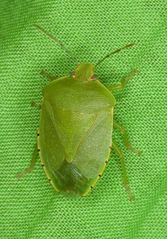 Chinavia hilare Pentatomidae