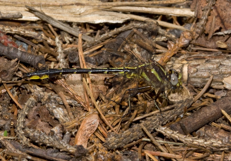 Gomphus exilis Gomphidae