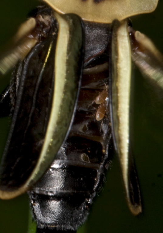 Poecilochirus sp. Parasitidae