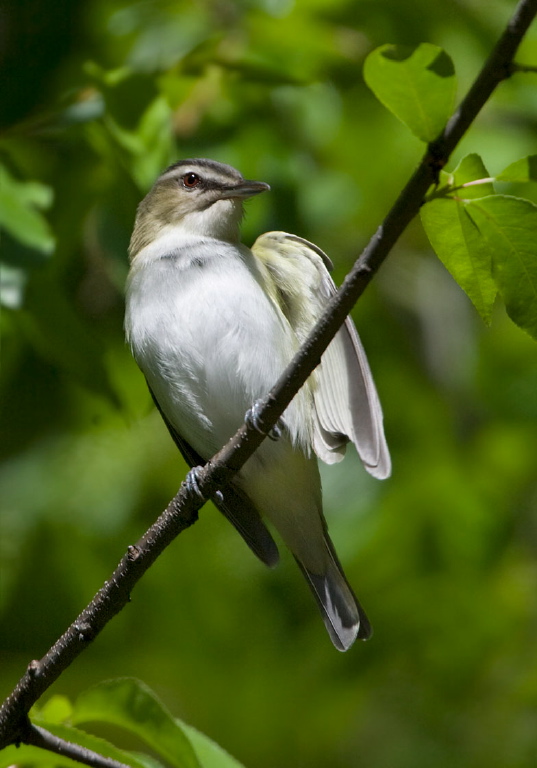 Vireo olivaceus Vireonidae