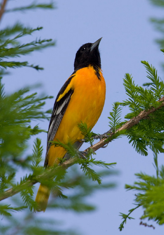 Icterus galbula Icteridae