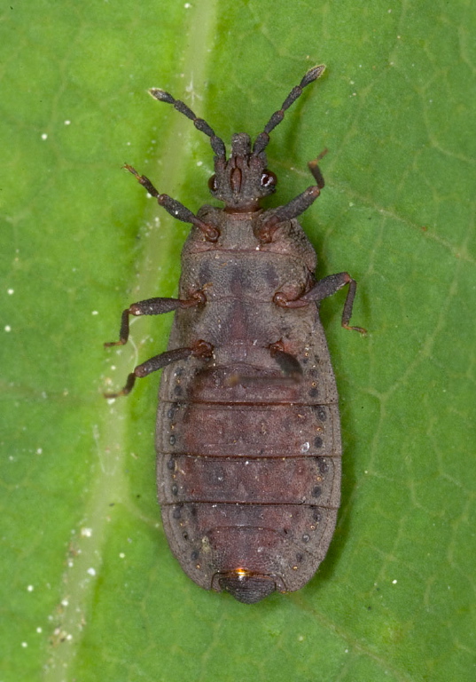 Neuroctenus sp. Aradidae