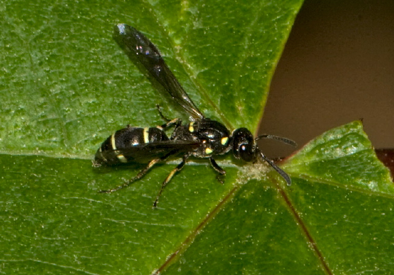 Symmorphus cristatus Vespidae