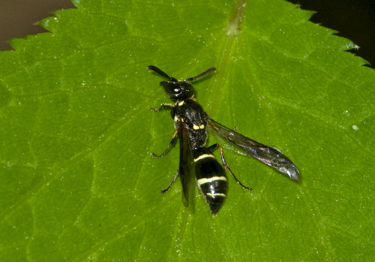 Symmorphus cristatus Vespidae