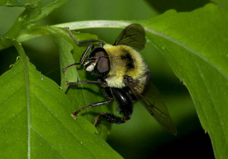 Mallota posticata Syrphidae