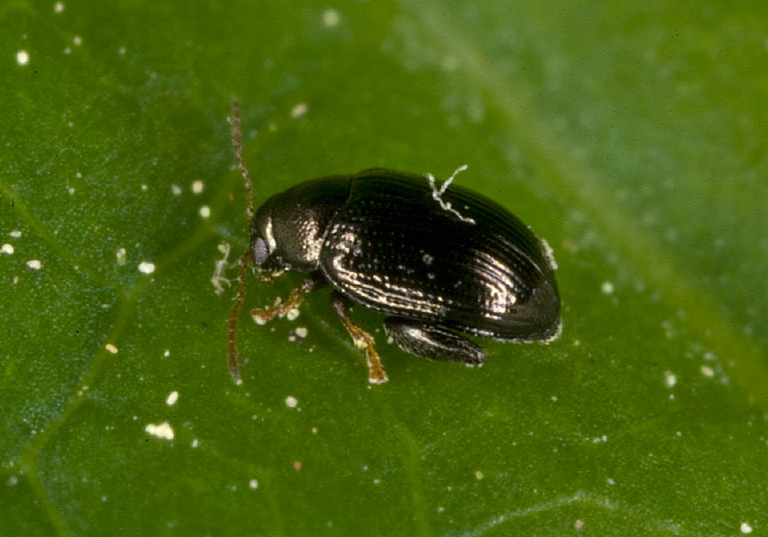 Chaetocnema sp. Chrysomelidae