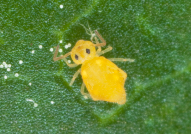 Bourletiella arvalis Bourletiellidae