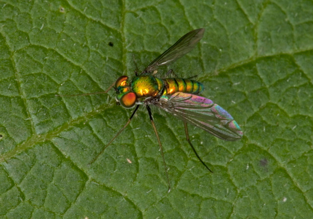   Dolichopodidae