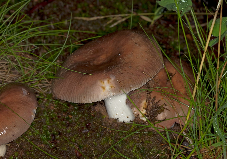   Russulaceae