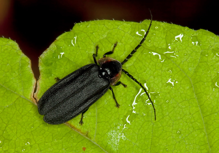 Lucidota atra Lampyridae