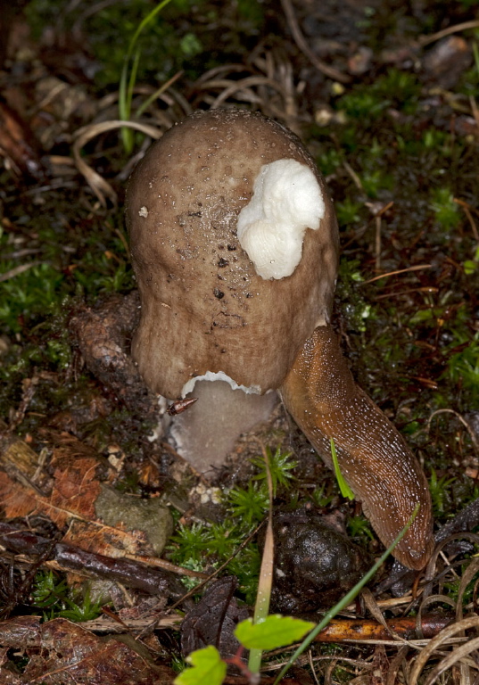 Amanita sp.? Pluteaceae