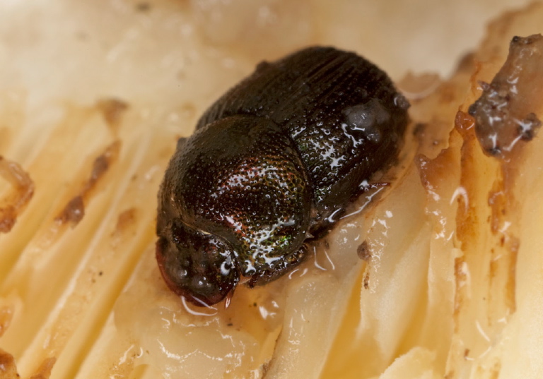 Onthophagus pennsylvanicus? Scarabaeidae