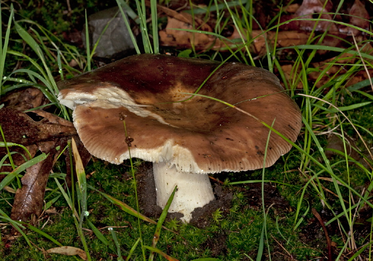   Russulaceae