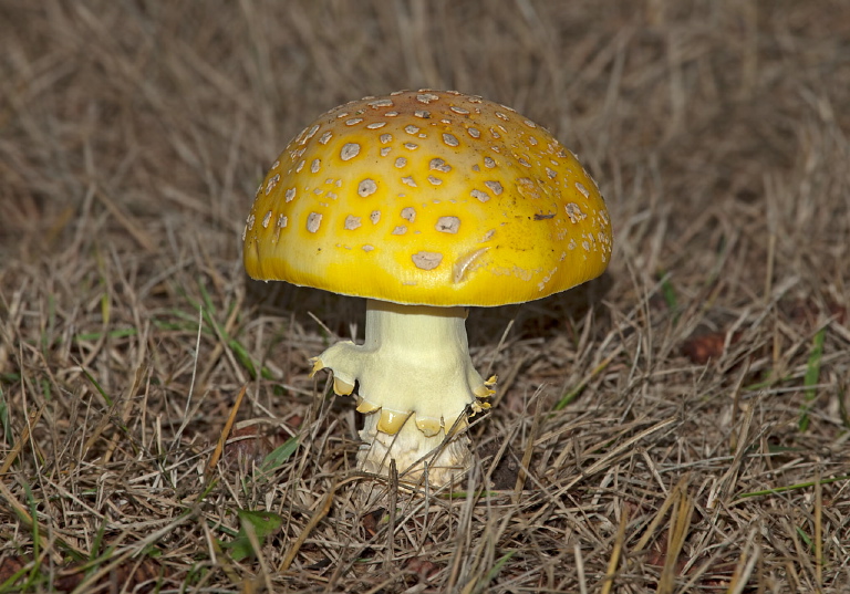 Amanita muscaria var. formosa? Pluteaceae