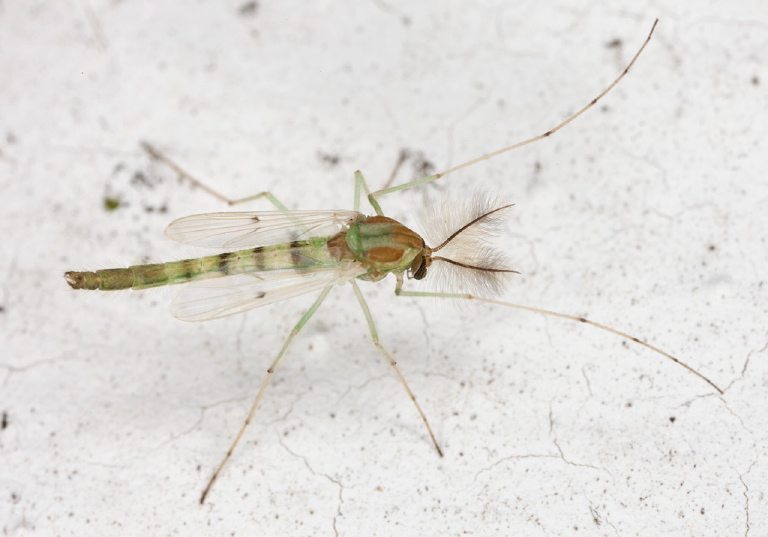 Chironomus (decorus group) Chironomidae