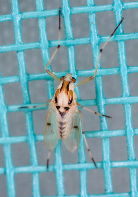 Coelotanypus concinnus Chironomidae