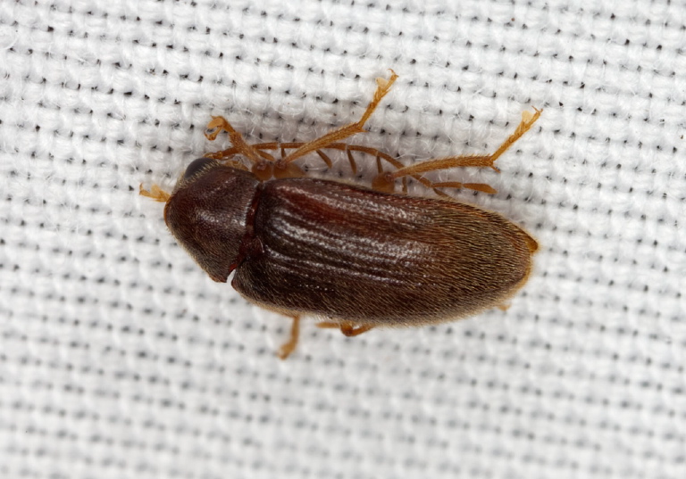 Ptilodactyla sp.? Ptilodactylidae