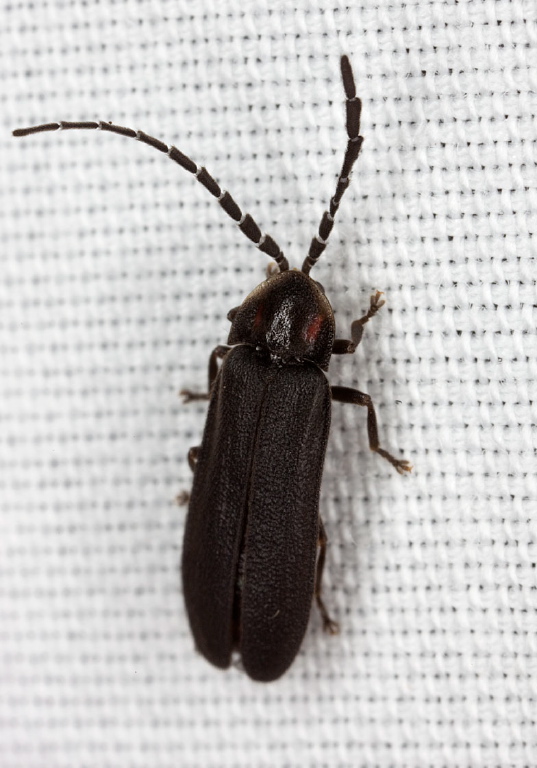 Lucidota punctata Lampyridae