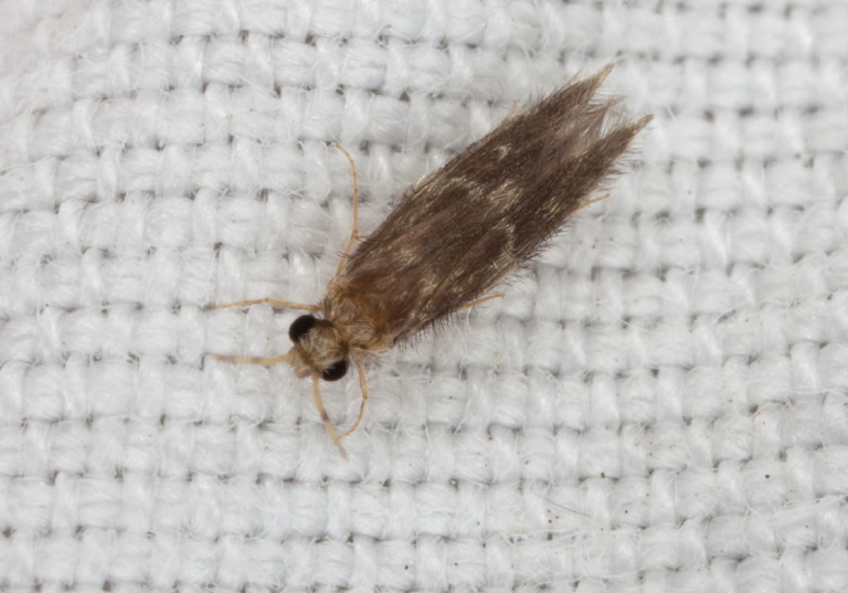   Hydroptilidae