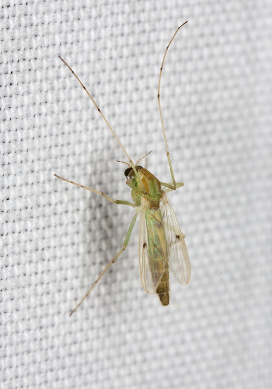   Chironomidae