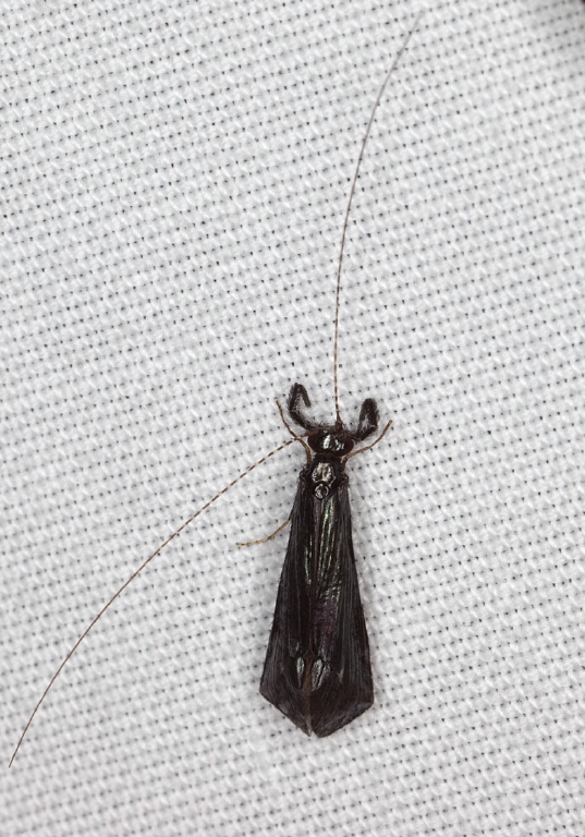 Mystacides sepulchralis? Leptoceridae