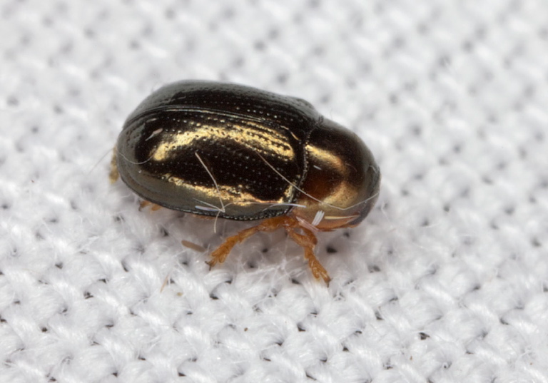 Diachus auratus? Chrysomelidae