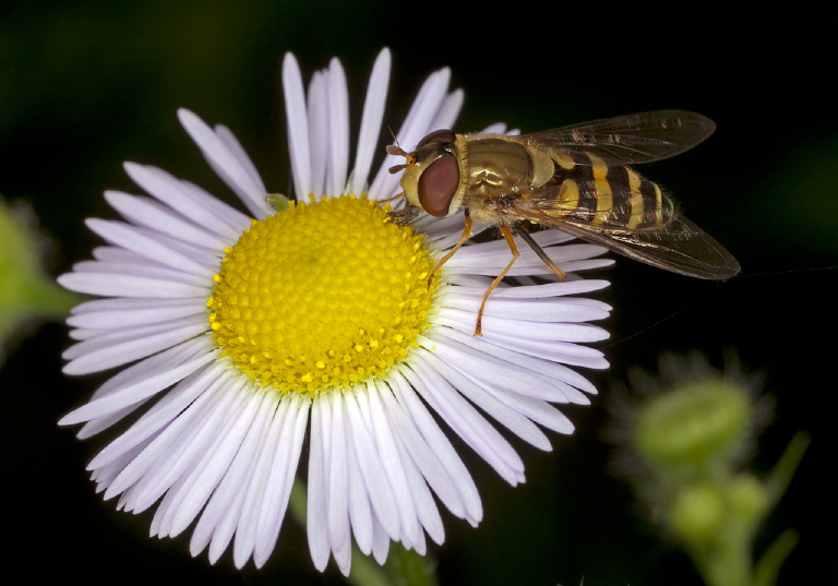   Syrphidae