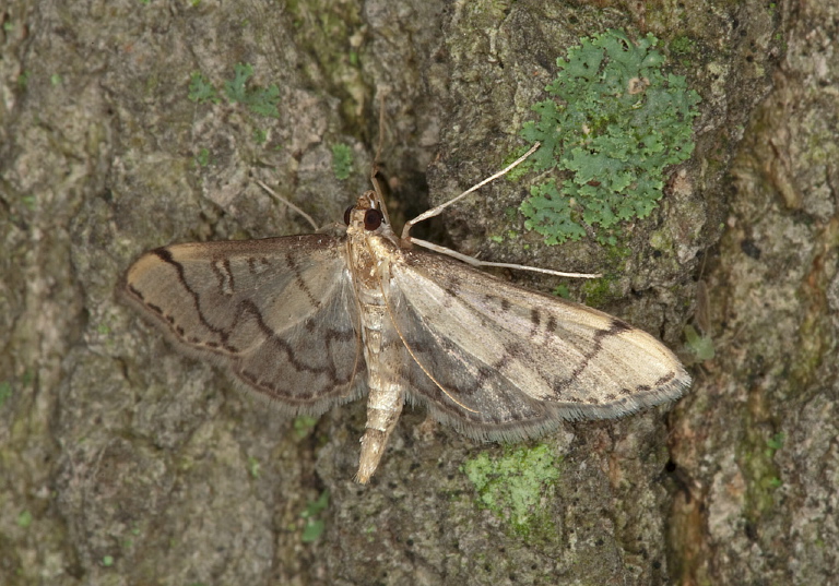 Blepharomastix ranalis Crambidae