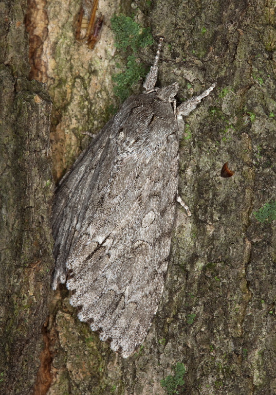 Acronicta americana Noctuidae