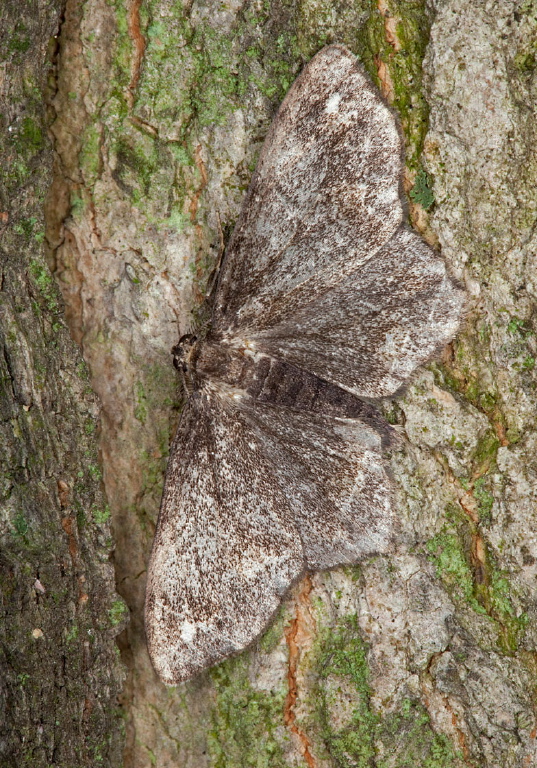 Hypagyrtis sp. Geometridae